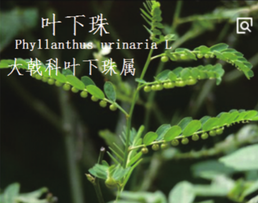 龙潭湿地公园科普宣教 - 靖西市·靖西网