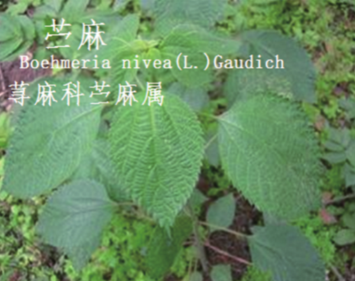 龙潭湿地公园科普宣教 - 靖西市·靖西网