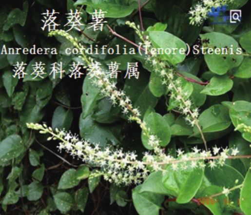 龙潭湿地公园科普宣教 - 靖西市·靖西网