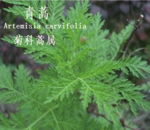 龙潭湿地公园科普宣教 - 靖西市·靖西网