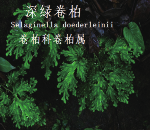 龙潭湿地公园科普宣教 - 靖西市·靖西网