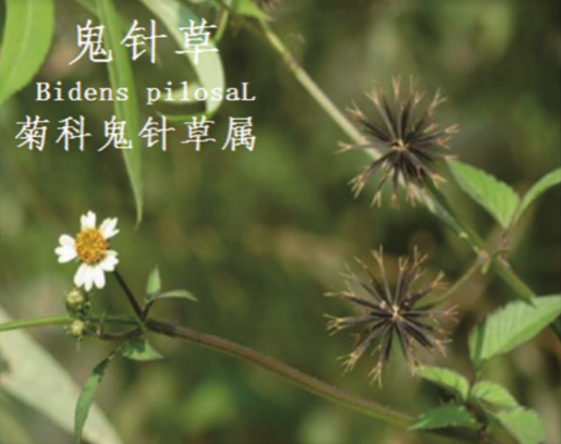 龙潭湿地公园科普宣教 - 靖西市·靖西网