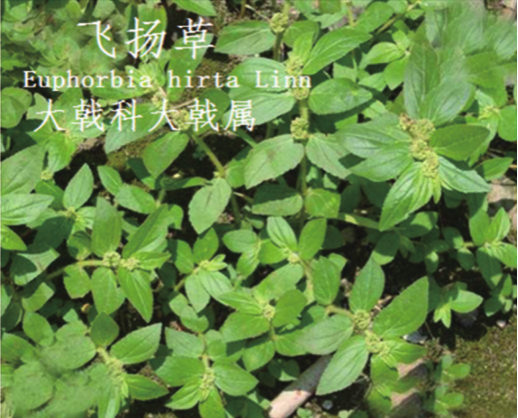 龙潭湿地公园科普宣教 - 靖西市·靖西网