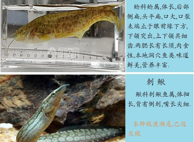 龙潭湿地公园科普宣教 - 靖西市·靖西网