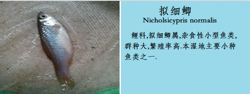 龙潭湿地公园科普宣教 - 靖西市·靖西网