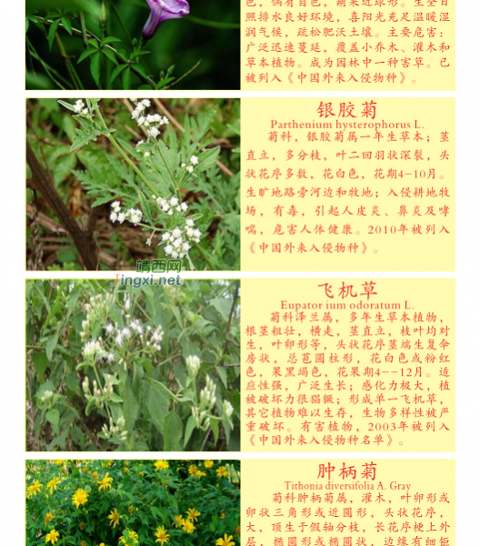 龙潭湿地公园科普宣教 - 靖西市·靖西网