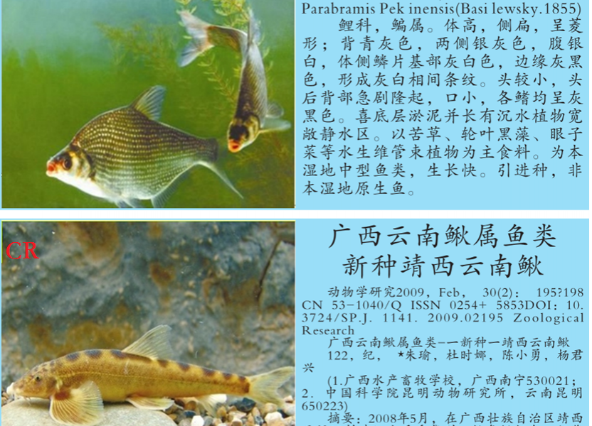 龙潭湿地公园科普宣教 - 靖西市·靖西网