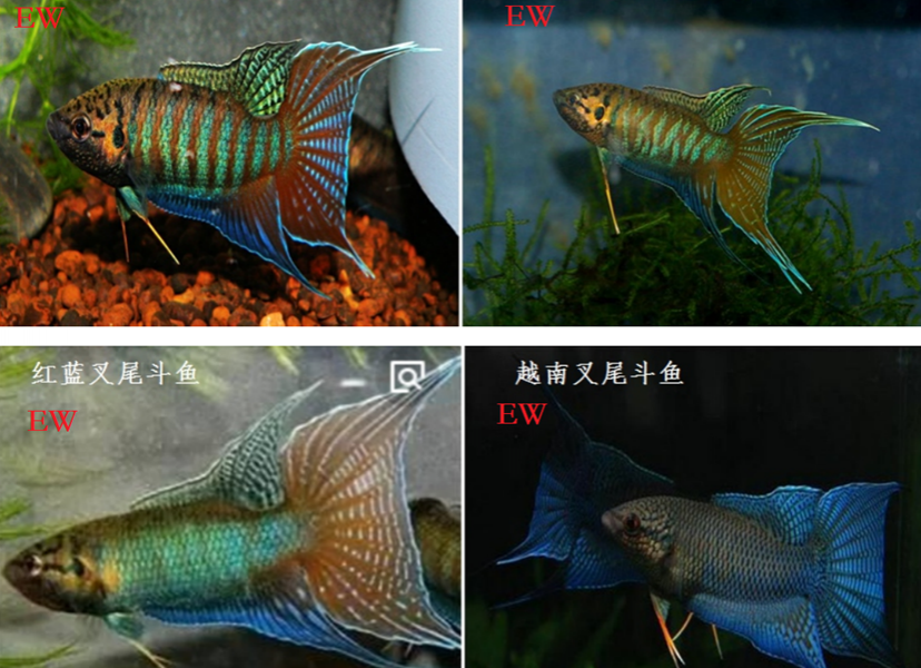 龙潭湿地公园科普宣教 - 靖西市·靖西网