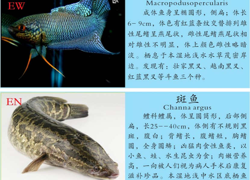 龙潭湿地公园科普宣教 - 靖西市·靖西网