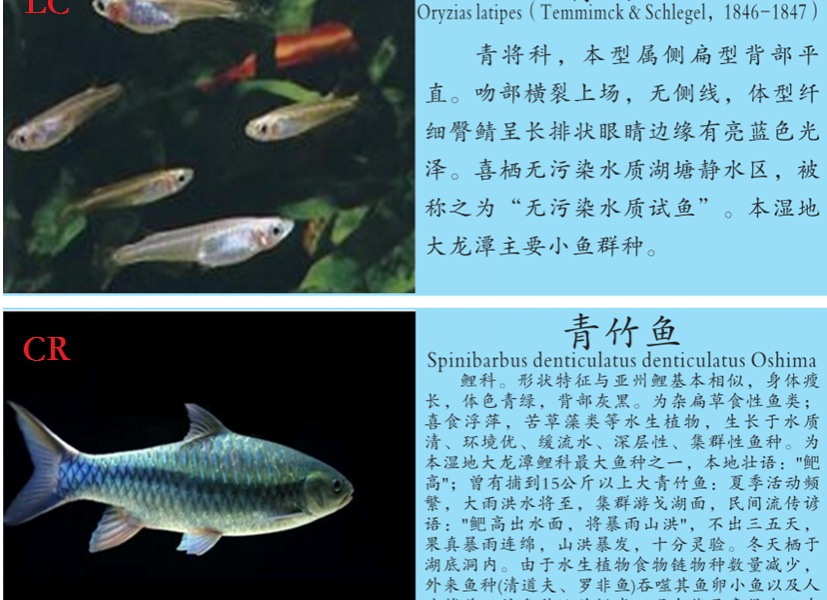 龙潭湿地公园科普宣教 - 靖西市·靖西网