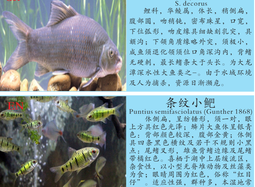 龙潭湿地公园科普宣教 - 靖西市·靖西网