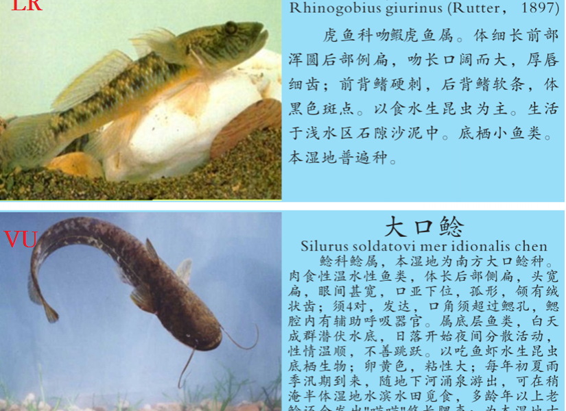 龙潭湿地公园科普宣教 - 靖西市·靖西网