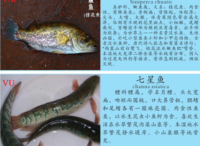 龙潭湿地公园科普宣教 - 靖西市·靖西网