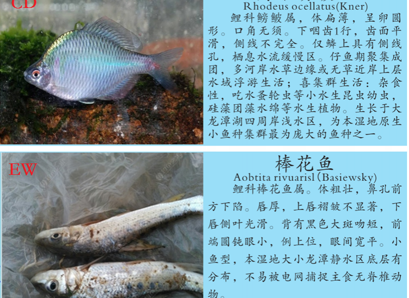 龙潭湿地公园科普宣教 - 靖西市·靖西网