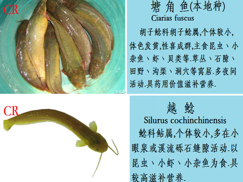 龙潭湿地公园科普宣教 - 靖西市·靖西网