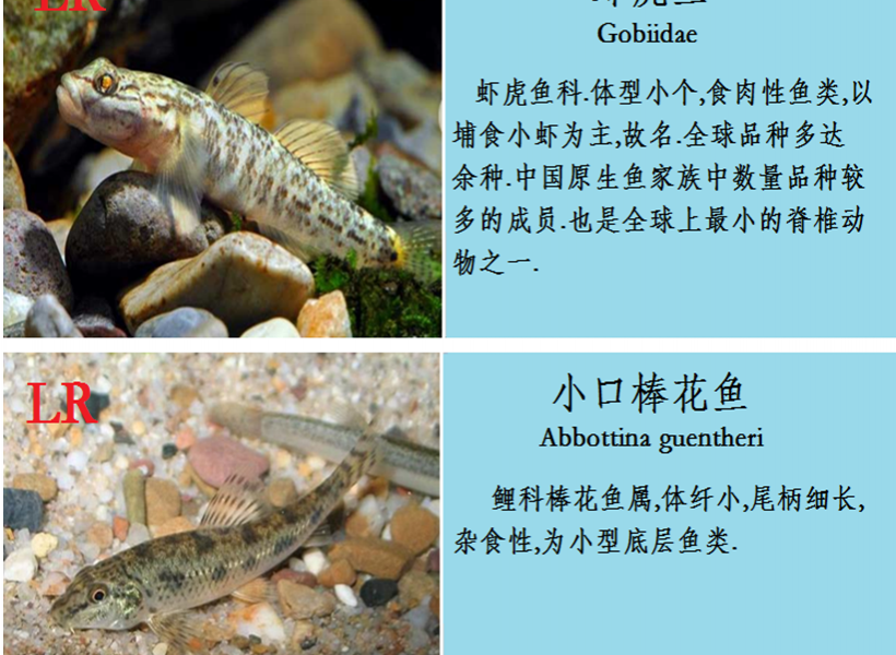 龙潭湿地公园科普宣教 - 靖西市·靖西网