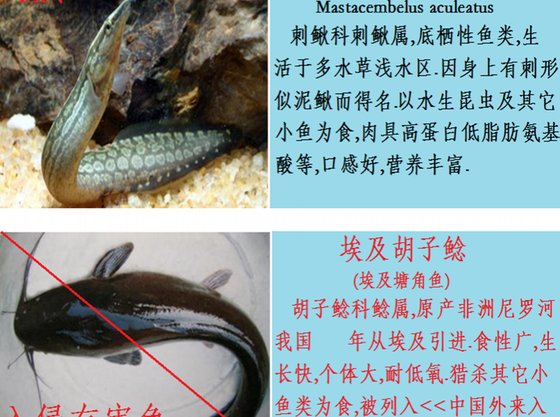 龙潭湿地公园科普宣教 - 靖西市·靖西网