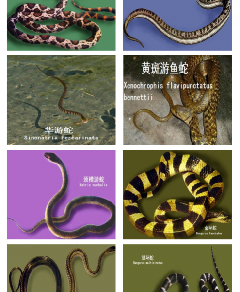 龙潭湿地公园科普宣教 - 靖西市·靖西网