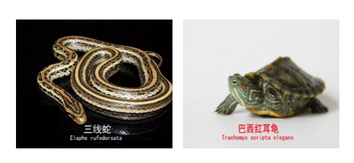 龙潭湿地公园科普宣教 - 靖西市·靖西网