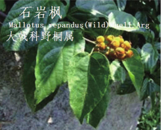 龙潭湿地公园科普宣教 - 靖西市·靖西网