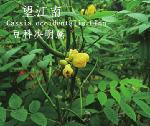 龙潭湿地公园科普宣教 - 靖西市·靖西网