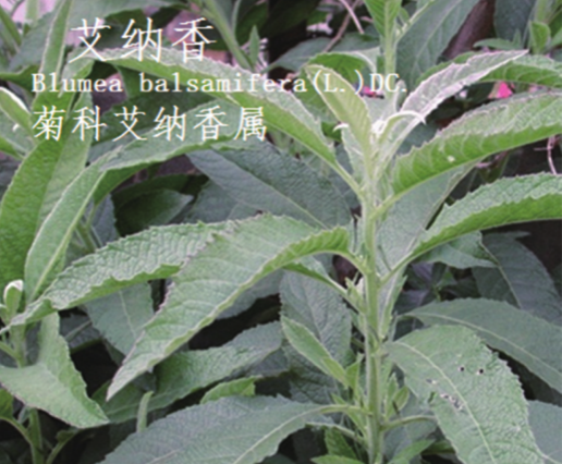 龙潭湿地公园科普宣教 - 靖西市·靖西网