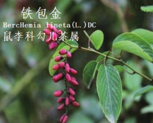 龙潭湿地公园科普宣教 - 靖西市·靖西网