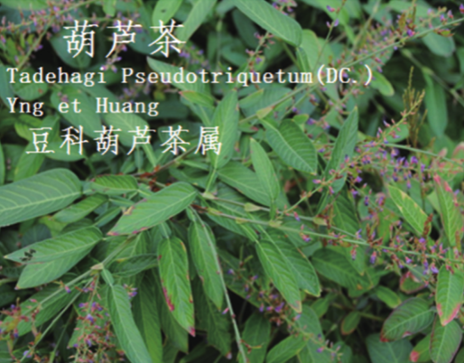 龙潭湿地公园科普宣教 - 靖西市·靖西网