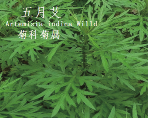 龙潭湿地公园科普宣教 - 靖西市·靖西网