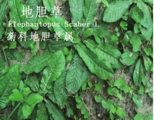 龙潭湿地公园科普宣教 - 靖西市·靖西网