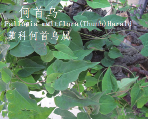 龙潭湿地公园科普宣教 - 靖西市·靖西网