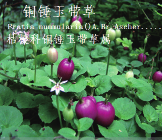 龙潭湿地公园科普宣教 - 靖西市·靖西网