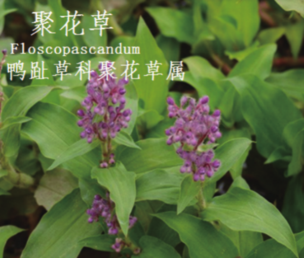 龙潭湿地公园科普宣教 - 靖西市·靖西网