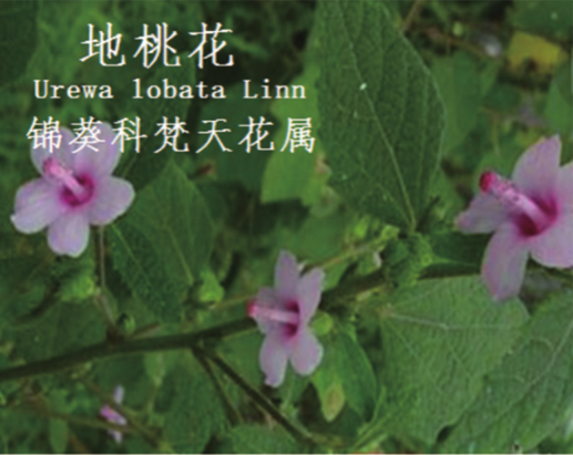 龙潭湿地公园科普宣教 - 靖西市·靖西网