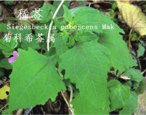 龙潭湿地公园科普宣教 - 靖西市·靖西网