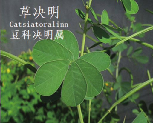 龙潭湿地公园科普宣教 - 靖西市·靖西网