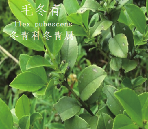 龙潭湿地公园科普宣教 - 靖西市·靖西网