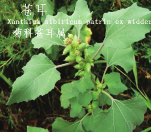 龙潭湿地公园科普宣教 - 靖西市·靖西网