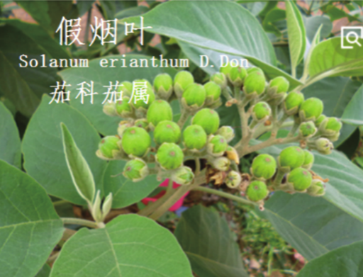 龙潭湿地公园科普宣教 - 靖西市·靖西网