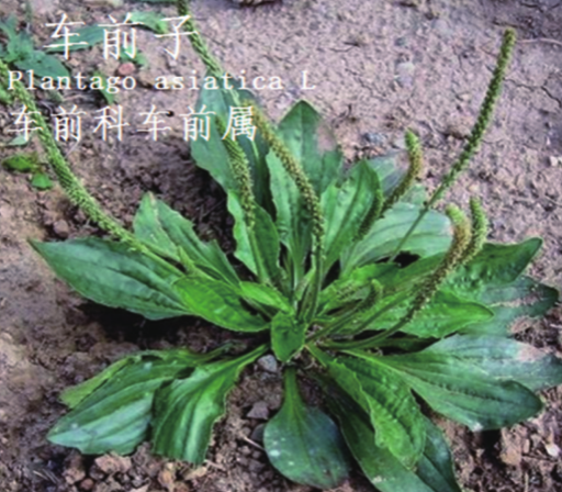 龙潭湿地公园科普宣教 - 靖西市·靖西网