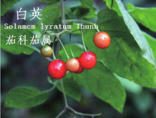 龙潭湿地公园科普宣教 - 靖西市·靖西网