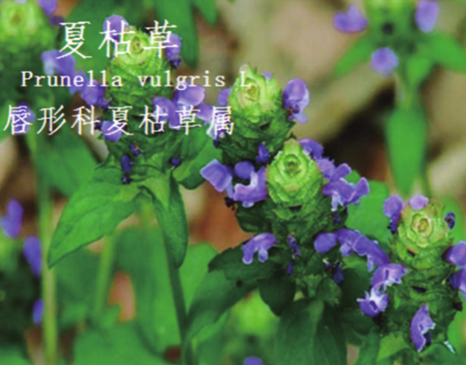 龙潭湿地公园科普宣教 - 靖西市·靖西网