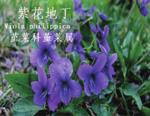 龙潭湿地公园科普宣教 - 靖西市·靖西网