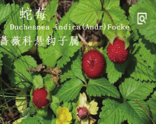 龙潭湿地公园科普宣教 - 靖西市·靖西网