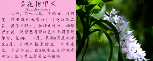 龙潭湿地公园科普宣教 - 靖西市·靖西网