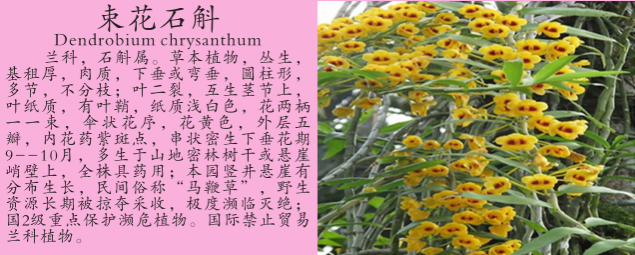 龙潭湿地公园科普宣教 - 靖西市·靖西网