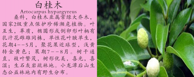 龙潭湿地公园科普宣教 - 靖西市·靖西网