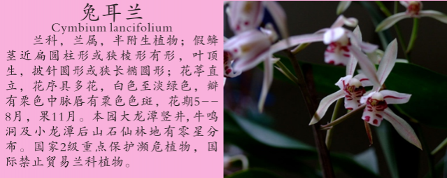 龙潭湿地公园科普宣教 - 靖西市·靖西网