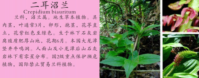 龙潭湿地公园科普宣教 - 靖西市·靖西网