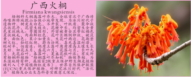 龙潭湿地公园科普宣教 - 靖西市·靖西网